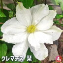 【送料無料】クレマチス 栞(しおり) 【 花苗 4号/1個売り 】 花の苗 花木の苗 花木 風車 カザグルマ 鉄線 テッセン