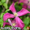 【送料無料】クレマチス ワンダフル 【 花苗 4号/1個売り 】 花の苗 花木の苗 花木 風車 カザグルマ 鉄線 テッセン