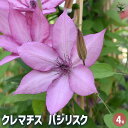 【送料無料】クレマチス バジリスク 【 花苗 4号/1個売り 】 花の苗 花木の苗 花木 風車 カザグルマ 鉄線 テッセン