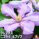 【送料無料】クレマチス ニコライ ルブゾフ 【 花苗 4号/1個売り 】 花の苗 花木の苗 花木 風車 カザグルマ 鉄線 テッセン