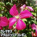 【送料無料】クレマチス マダムジュリアコレボン 【 花苗 4号/1個売り 】 花の苗 花木の苗 花木 風車 カザグルマ 鉄線 テッセン