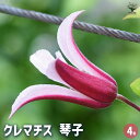 【送料無料】クレマチス 琴子(ことこ) 【 花苗 4号/1個売り 】 花の苗 花木の苗 花木 風車 カザグルマ 鉄線 テッセン