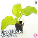 【ポイント2倍★マラソン期間】ホスタ(ギボウシ) グアカモール 【 花苗 3号 】 花苗 宿根草 庭園 草花 擬宝珠 ぎぼうしゅ キジカクシ科 リュウゼツラン亜...