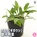【ポイント2倍★マラソン期間】ホスタ(ギボウシ) 銀河明星 【 花苗 3号 】 花苗 宿根草 庭園 草花 擬宝珠 ぎぼうしゅ キジカクシ科 リュウゼツラン亜科 ...