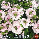 【P2倍★マラソン期間中】宿根バーベナ ピンクポップ 【花苗 3.5号】Verbena 耐寒性多年草 寄植え 寄せ植え 花の種 花苗 花の苗 花木 植木 庭木