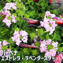 【P2倍★マラソン期間中】宿根バーベナ エストレラ ラベンダースター 【花苗 3.5号】Verbena 耐寒性多年草 寄植え 寄せ植え 花の種 花苗 花の苗 花...