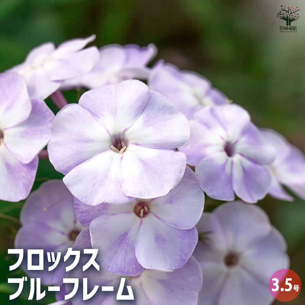 フロックスブルーフレームハナシノブ...