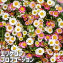 【送料無料】エリゲロン プロフュージョン 【 花木苗 3号 】 アメリカ 開花期 長期間 グランドカバー お花 花苗 カラフル 観賞用 可愛い 苗 ガーデニング