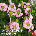 【ポイント2倍★マラソン期間】宿根バーベナ エストレラ タッフィピンク 花苗 3.5号 Verbena 耐寒性多年草 寄植え 寄せ植え 花の種 花苗 花の苗 花...