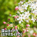 【ポイント2倍★マラソン期間】深山カイドウ(ミヤマカイドウ) 【 花木苗 4号 】 深山海棠 三つ葉海棠 記念樹 花木 苗 苗木 庭植え 地植え 鉢植え ベラン...