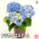 【ポイント2倍★マラソン期間】アジサイ エルマール 【 花木苗 4号 】 あじさい苗 あじさい アジサイ苗 アジサイの苗 紫陽花