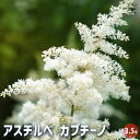 【送料無料】アスチルベ カプチーノ 【 花苗 3.5号 】 花の苗 花木 升麻 ショウマ 泡盛草 アワモリソウ 曙升麻 アケボノショウマ