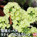 【P2倍★マラソン期間中】宿根バーベナ ラナイ アップルグリーン 【花苗 3.5号】Verbena 耐寒性多年草 寄植え 寄せ植え 花の種 花苗 花の苗 花木 ...