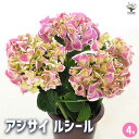 【ポイント2倍★マラソン期間】アジサイ ルシール 【 花木苗 4号 】 あじさい苗 あじさい アジサイ苗 アジサイの苗 紫陽花