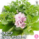 【送料無料】ペチュニア エクラン オペラモーヴ 【 花苗 3号 】 花 花苗 花の苗 ペチュニア 衝羽根朝顔 ツクバネアサガオ Petunia hybrida