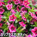 【送料無料】カリブラコア キティ 【 花苗 3号 】 非耐寒性多年草(一年草扱い) 分枝性に優れていて何度もピンチしても、簡単に次々と花を咲かせてくれる!