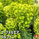 【ポイント2倍★マラソン期間】ユーフォルビア ウルフェニー 【 花木苗 3号 】 花苗 お花 宿根草 多年草 園芸品種 カラーリーフ 苗木 花木 庭木 植木