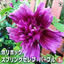 【送料無料】ホリホック スプリングセレブ パープル 【 花苗 3号 】 花苗 お花の苗 花 生け花 切花 切り花 花木 庭木 庭 庭園 鉢植え 育てやすい 寄せ...