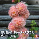 【送料無料】ホリホック チャーターズダブル ピーチドリーム 【 花苗 3号 】 花苗 お花の苗 花 生け花 切花 切り花 花木 庭木 庭 庭園 鉢植え 育てやすい 寄せ植え ガーデニング(4)