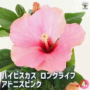 【ポイント2倍★マラソン期間】ハイビスカス ロングライフ アドニスピンク 【 花木苗 4号 】 ハワイアン Hibiscus アロハ アロアロ 仏桑花 熱帯花木...