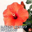 【ポイント2倍★マラソン期間】ハイビスカス ロングライフ アドニスオレンジ 【 花木苗 4号 】 ハワイアン Hibiscus アロハ アロアロ 仏桑花 熱帯花...