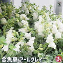 【送料無料】キンギョソウ(金魚草) アールグレイ 【 花苗 3号 】 花苗 花の苗 カラーリーフ ピンクの花 ガーデニング