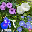 【送料無料】琉球朝顔 【 花苗 3号 】 花 花苗 花の苗 リュウキュウアサガオ 野朝顔 宿根朝顔 宿根アサガオ
