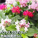 【ポイント2倍★マラソン期間】ペンタス グラフィティー 色MIX見計らい 【 花苗 3.5号 】 花苗 お花の苗 花 生け花 切花 切り花 花木 庭木 庭 庭園...