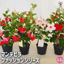 【送料無料】マンデビラ ファッションシリーズ 【 花苗 3.5号 】 花木 花の苗 花木の苗 多年草 ツル性