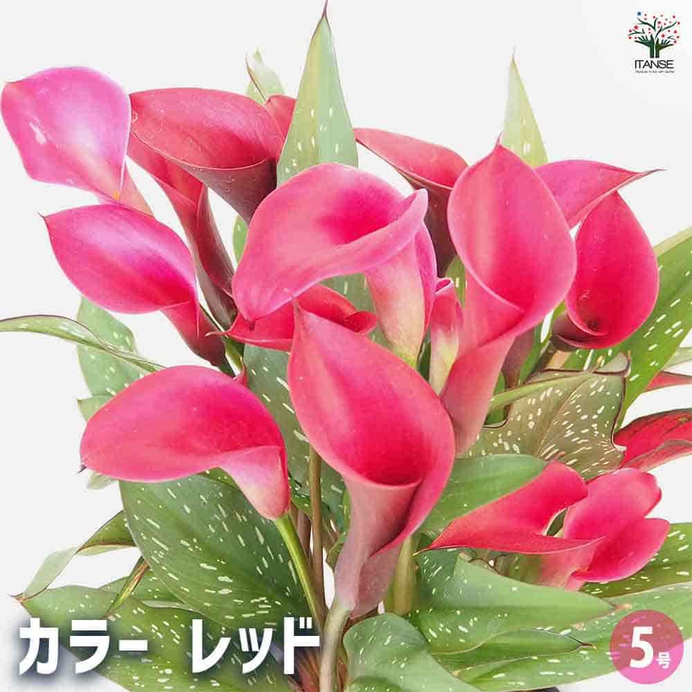 【送料無料】カラー レッド 【 花苗 5号 】 オランダ リリー カラーリリー 多年草 花言葉 華麗 園芸品..