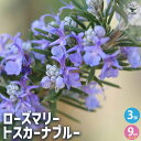 【送料無料】ローズマリー トスカーナブルー ( 立性 ) ハーブ苗 9cmポット 3個セット ローズマリー苗 ドライハーブ 農園 グランドカバー ベランダ 庭園 アロマテラピー ハーブティー 露地 ポプリ 送料無料 即納
