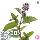 【P2倍★マラソン期間中】オーデコロン ミント【ハーブの苗 9cmポット】ミント ハーブ 育てやすい 丈夫 mint herb 花の苗 カラーリーフ グランドカ...