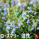 【送料無料】ローズマリー 這性 ハーブの苗 7号ポット 1個売り ローズマリーの苗 herb ハーブ ハーブ苗 ガーデニング 家庭菜園 送料無料 即納