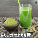 【P2倍★マラソン期間中】モリンガ セネガル産 Sサイズ 【ハーブの苗 Sサイズポット/1個売り】苗 モリンガ ワザビノキ スーパーフード アジアンスパイス フ...
