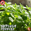 【P2倍★マラソン期間中】ゴキブリよらず アロマティカス 【ハーブの苗 9cm】プレクトランサス アンボイニクス ハッカ ミント