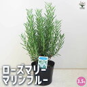 【送料無料】ローズマリー マリンブルー ハーブの苗 3.5号 ローズマリーの苗 herb ハーブ ハーブ苗 ガーデニング 家庭菜園 送料無料 即納