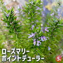 【P2倍★マラソン期間中】ローズマリー ポイントデューラー 【ハーブの苗 5号/1個売り】