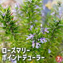 【P2倍★マラソン期間中】ローズマリー ポイントデューラー 【ハーブの苗 7号/1個売り】
