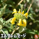 【P2倍★マラソン期間中】エルサレムセージ 【ハーブの苗 9cmポット】食用ハーブ 消化 抗菌 ヤクヨウサルビア 薬用サルビア ガーデニング