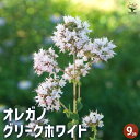 【P2倍★マラソン期間中】オレガノ グリークホワイト 【ハーブの苗 9cmポット】花オレガノ ガクの保ちが良いので、切り花やドライフラワーにも使われます