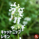 【P2倍★マラソン期間中】キャットニップ レモン 【ハーブの苗 9cmポット】西洋マタタビ イヌハッカherb ハーブ ハーブ苗 ガーデニング 家庭菜園