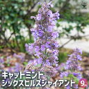 【P2倍★マラソン期間中】キャットミント シックスヒルズジャイアント 【ハーブの苗 9cmポット】ネペタ イヌハッカ 耐寒性 ハーブ ハーブの苗 花苗 花の苗 ...