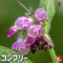 【P2倍★マラソン期間中】コンフリー 【ハーブの苗 9cmポット】herb ハーブ ハーブ苗 ガーデニング 家庭菜園