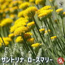 【P2倍★マラソン期間中】サントリナ ローズマリー 【ハーブの苗 9cmポット】シルバーリーフ 銀葉 ハーブ 爽やかな香り ポプリ 虫よけ ガーデニング