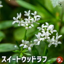 【送料無料】スイートウッドラフ ハーブの苗 9cmポット herb ハーブ ハーブ苗 ガーデニング 家庭菜園 送料無料 即納