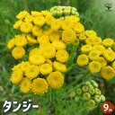 【P2倍★マラソン期間中】タンジー 【ハーブの苗 9cmポット】herb ハーブ ハーブ苗 ガーデニング 家庭菜園