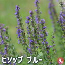【P2倍★マラソン期間中】ヒソップ ブルー 【ハーブの苗 9cmポット】herb ハーブ ハーブ苗 ガーデニング 家庭菜園