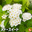 【P2倍★マラソン期間中】メドースイート 【ハーブの苗 9cmポット】herb ハーブ ハーブ苗 ガーデニング 家庭菜園
