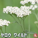 【P2倍★マラソン期間中】ヤロウ ワイルド 【ハーブの苗 9cmポット】herb ハーブ ハーブ苗 ガーデニング 家庭菜園