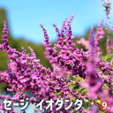 【P2倍★マラソン期間中】セージ イオダンタ 【ハーブの苗 9cmポット】食用ハーブ 消化 抗菌 ヤクヨウサルビア 薬用サルビア ガーデニング